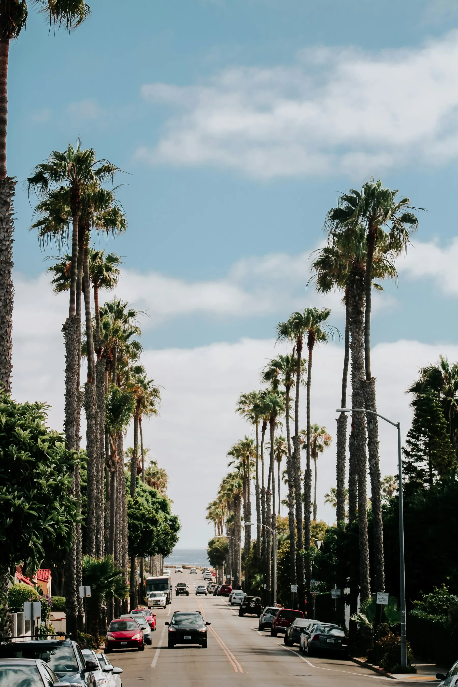 A palm-lined residential street in San Diego